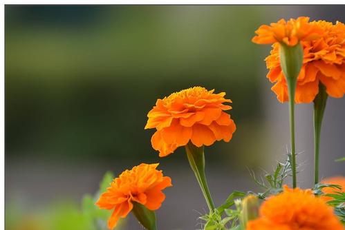 Lutein