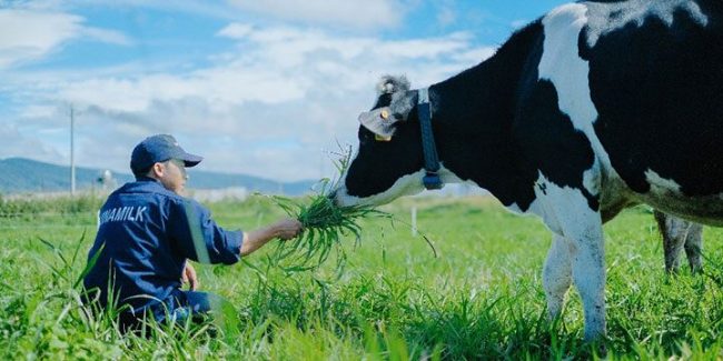 cow