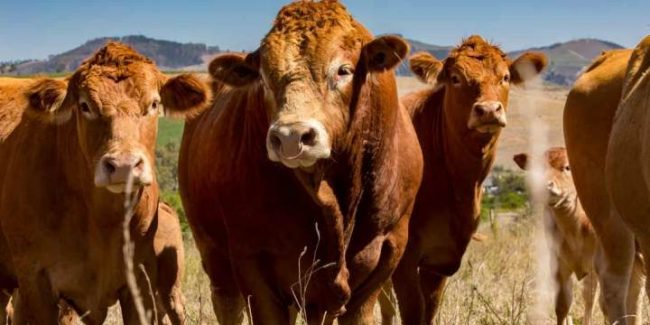 livestock-MgO livestock and MgO