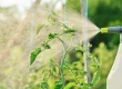 Foliar Spray