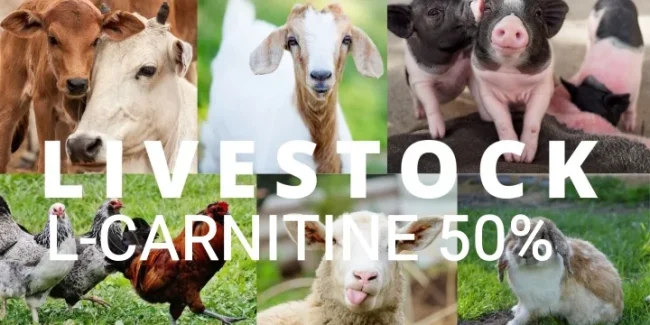 L-carnitine-livestock